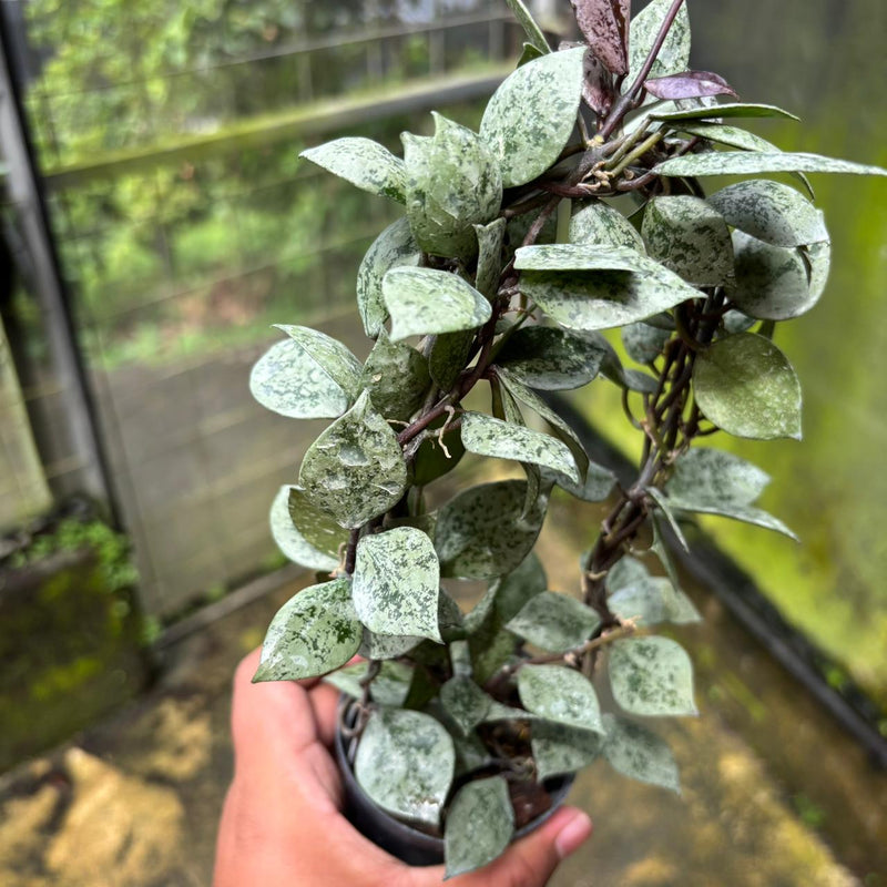 Hoya Lacunosa "Black Aurora"