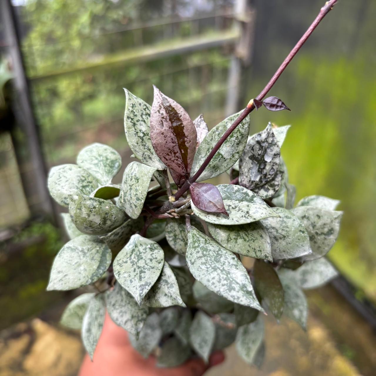 Hoya Lacunosa 