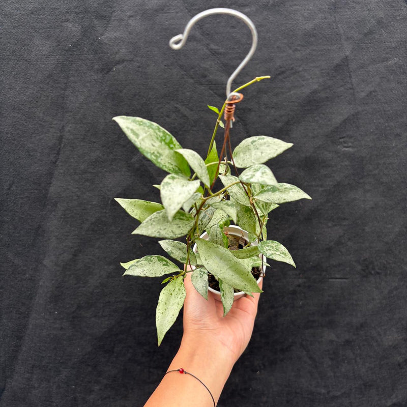 Hoya Lacunosa Middle Silver