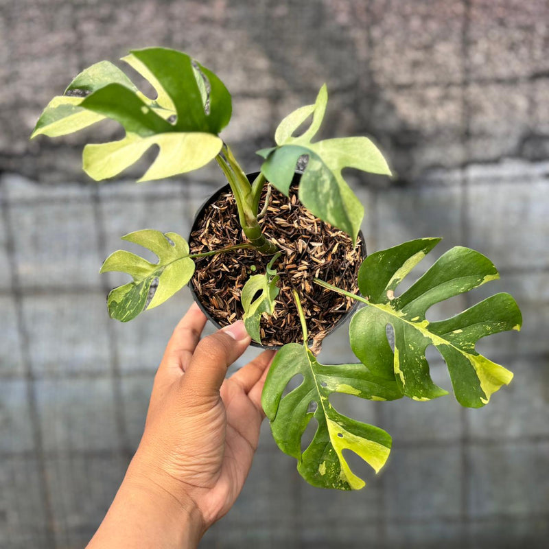 FS38-6 Rhaphidophora Tetrasperma Variegated