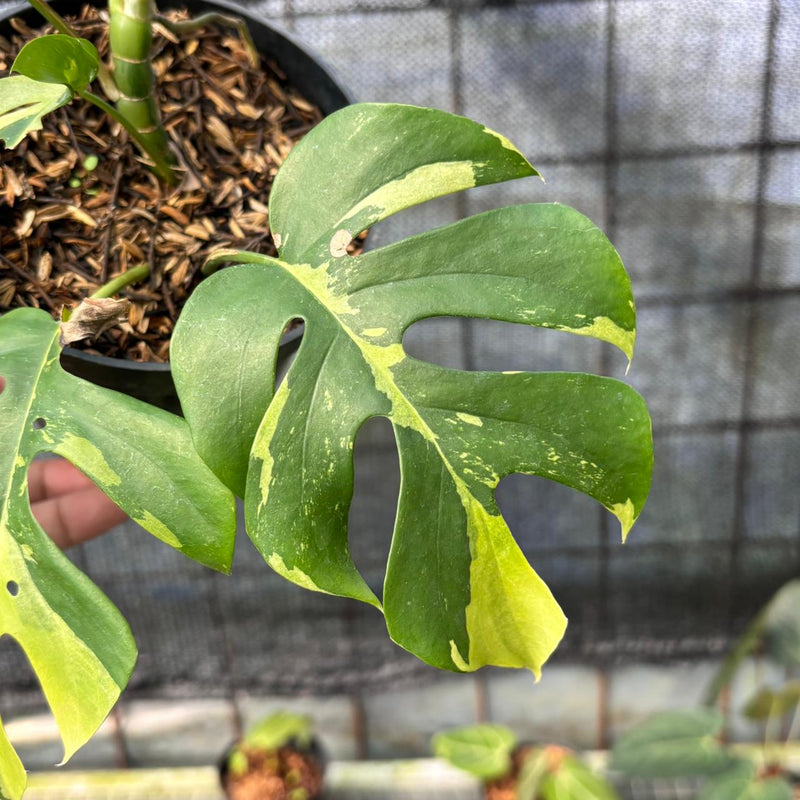 FS38-6 Rhaphidophora Tetrasperma Variegated
