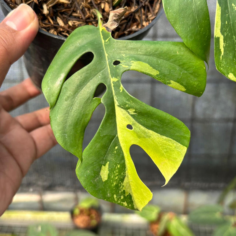 FS38-6 Rhaphidophora Tetrasperma Variegated