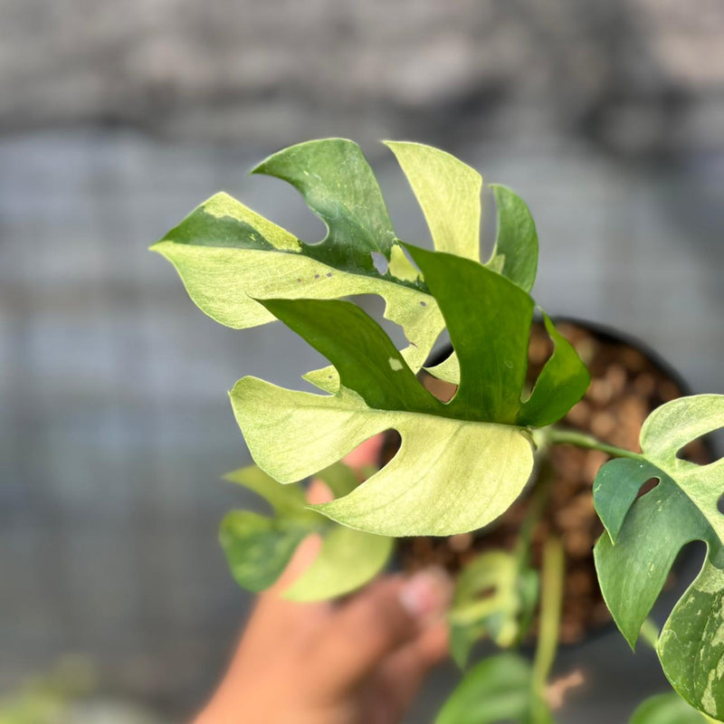 FS38-6 Rhaphidophora Tetrasperma Variegated
