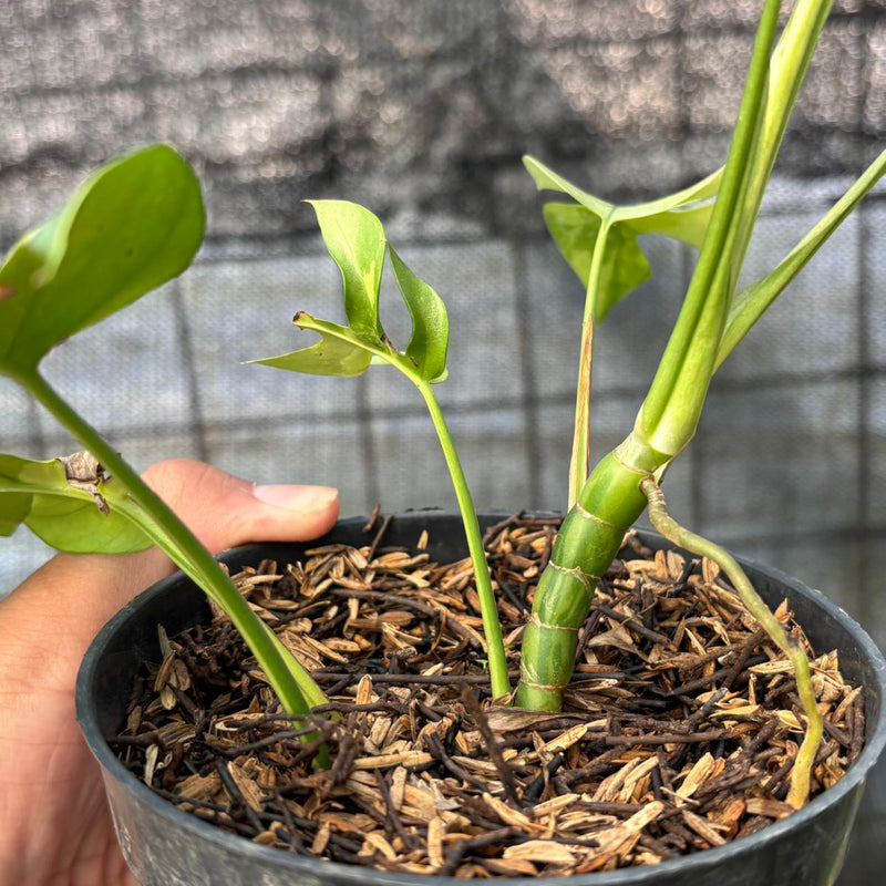 FS38-6 Rhaphidophora Tetrasperma Variegated