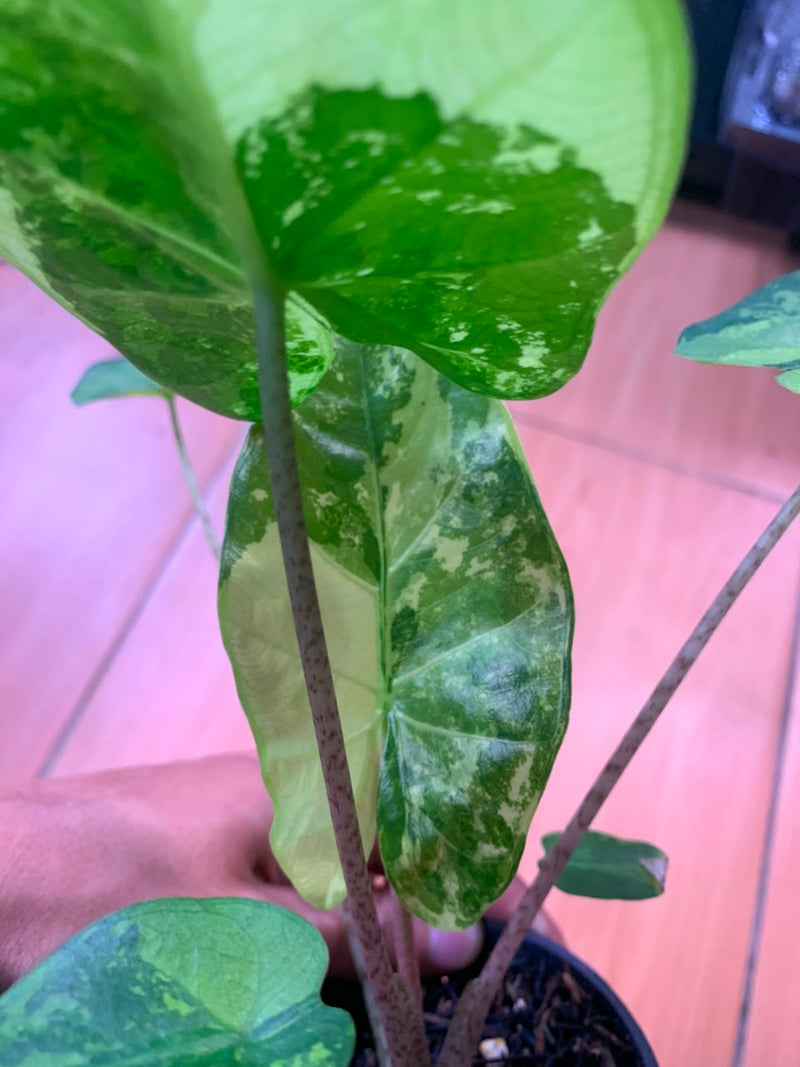 FS104-6	Alocasia Flemingiana Variegated