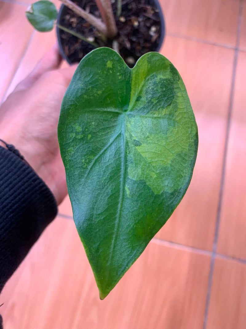 FS104-6	Alocasia Flemingiana Variegated