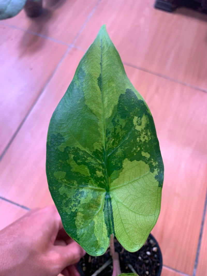 FS104-6	Alocasia Flemingiana Variegated