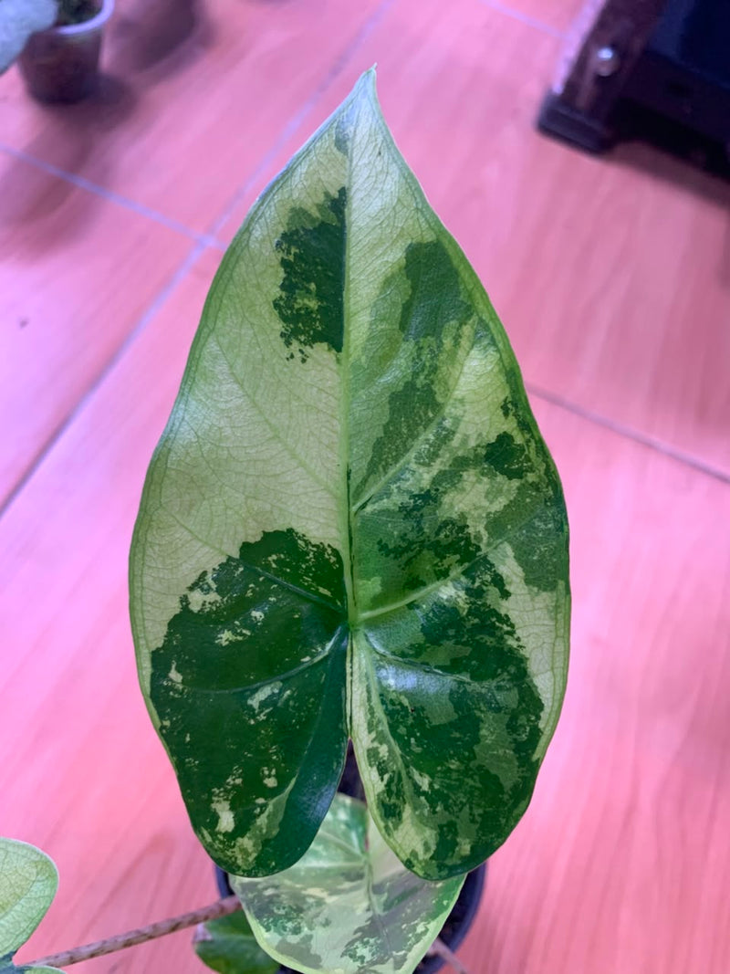 FS104-6	Alocasia Flemingiana Variegated