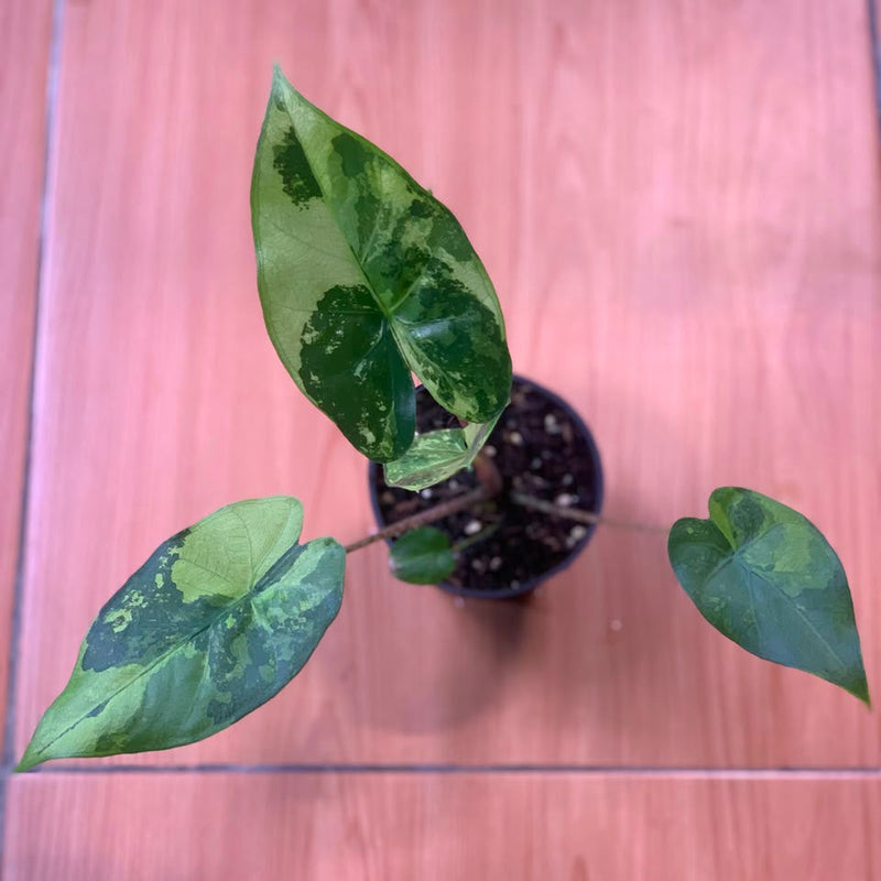 FS104-6	Alocasia Flemingiana Variegated