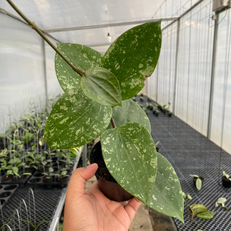 FS2-5 Hoya Glabra Splash