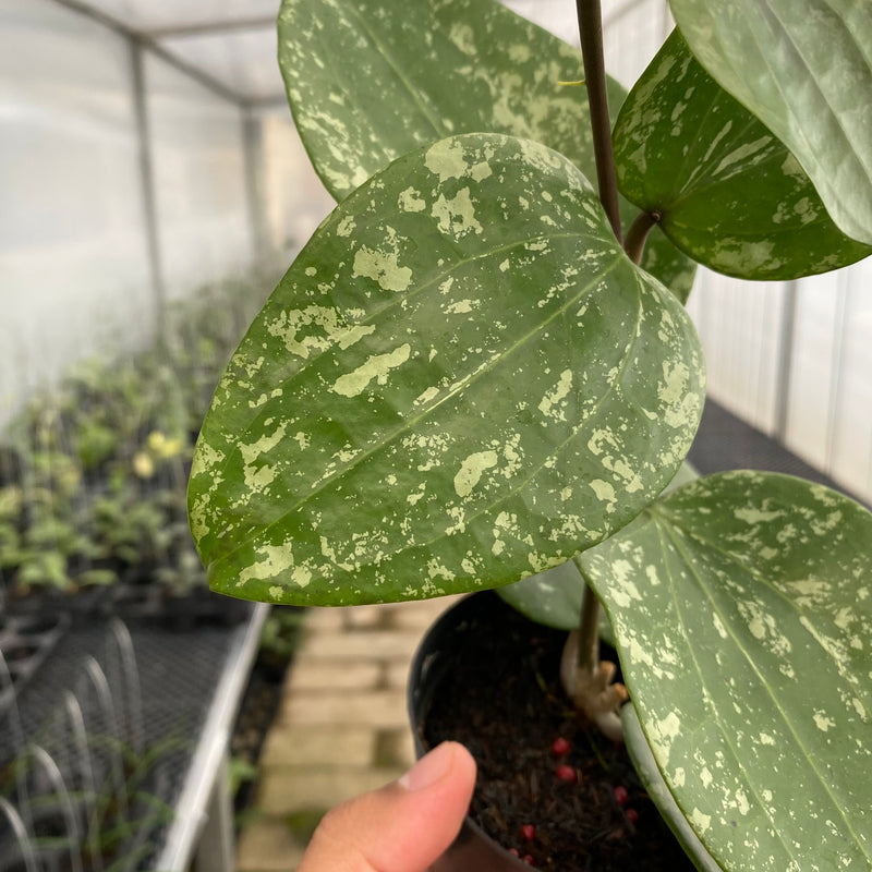 FS2-5 Hoya Glabra Splash