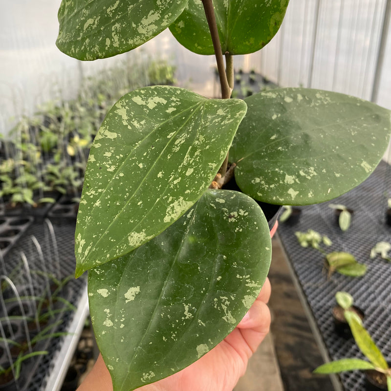 FS2-5 Hoya Glabra Splash