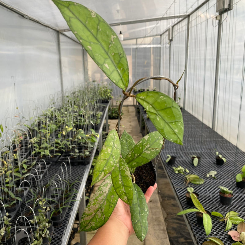 FS3-5 Hoya Clemensiorum Splash