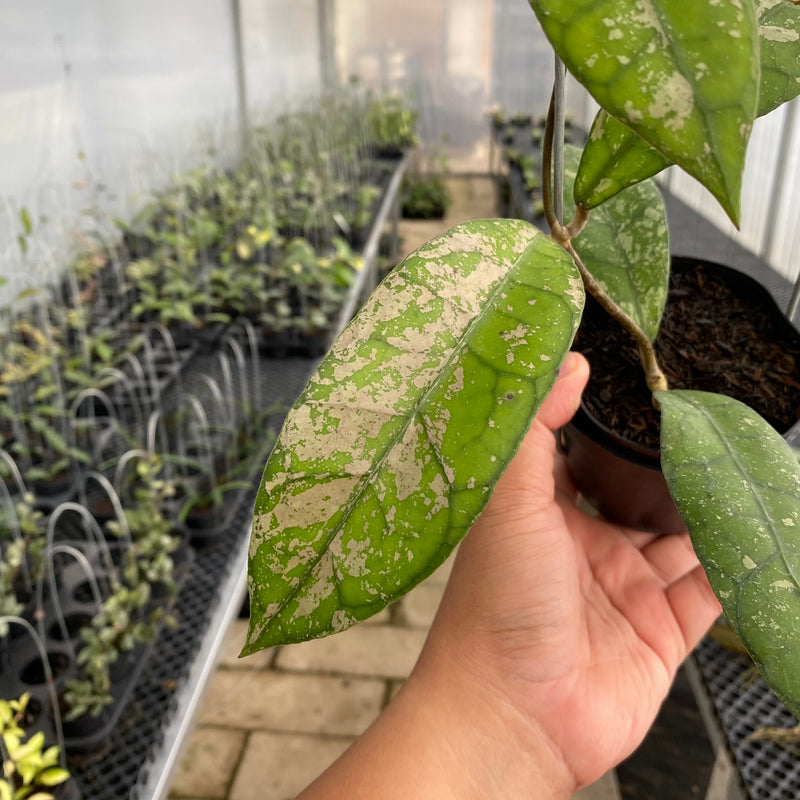 FS3-5 Hoya Clemensiorum Splash