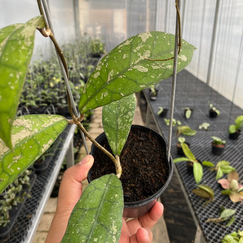 FS3-5 Hoya Clemensiorum Splash