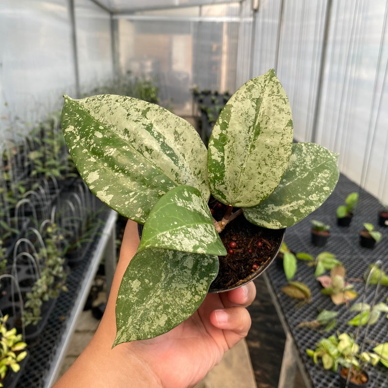 FS5-5 Hoya Latifolia MRH