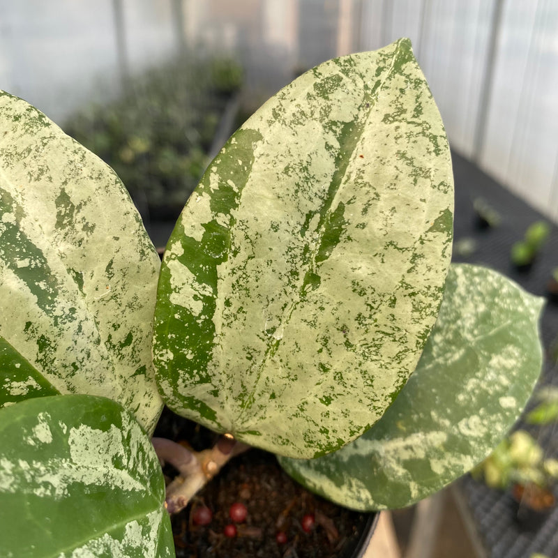 FS5-5 Hoya Latifolia MRH