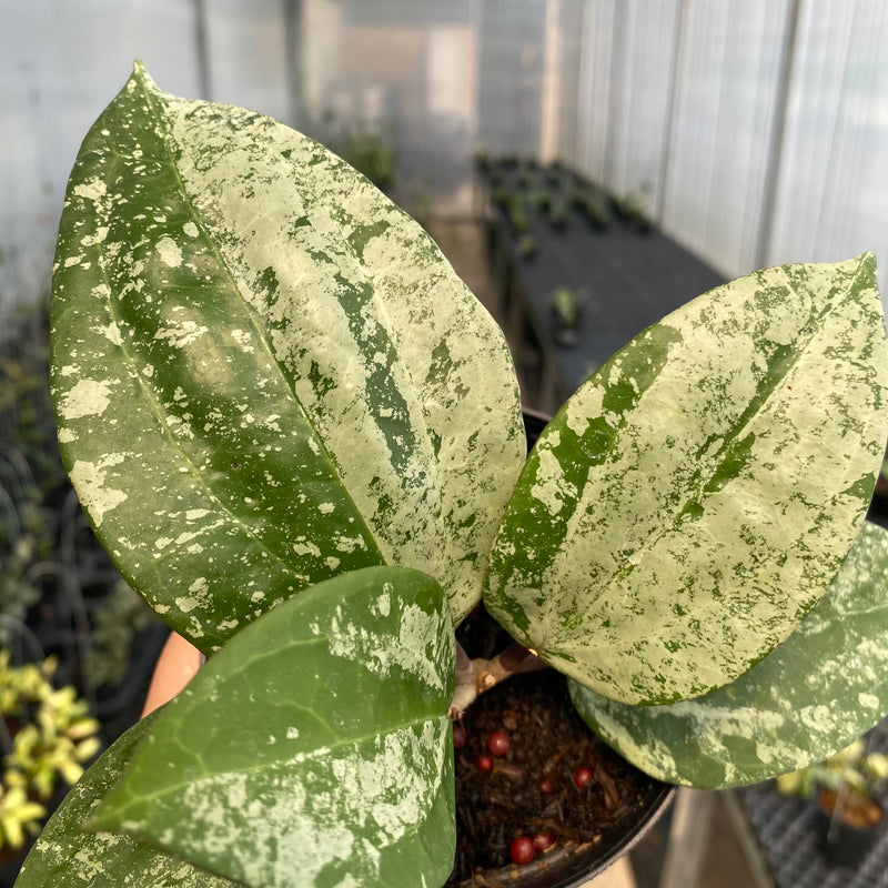 FS5-5 Hoya Latifolia MRH