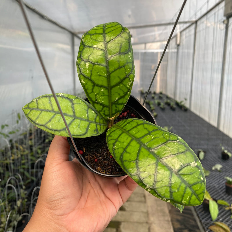 FS6-5 Hoya Callistophylla Venna