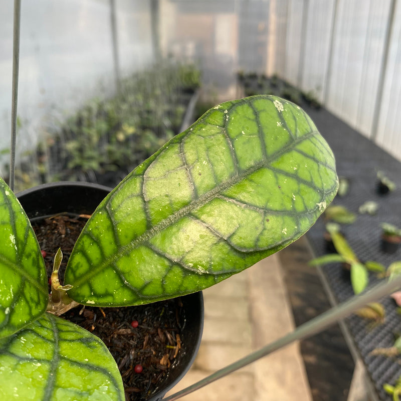 FS6-5 Hoya Callistophylla Venna