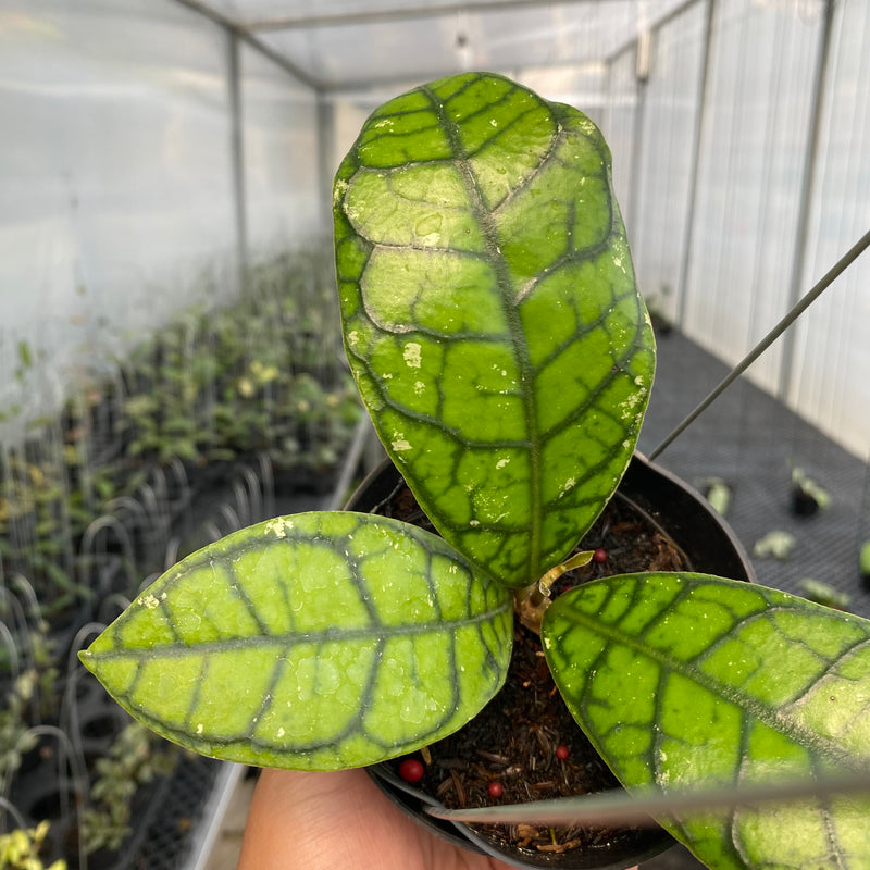 FS6-5 Hoya Callistophylla Venna
