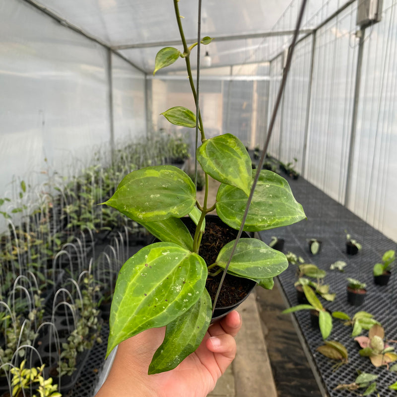 FS7-5  Hoya Latifolia Baibua