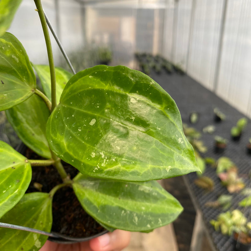FS7-5  Hoya Latifolia Baibua