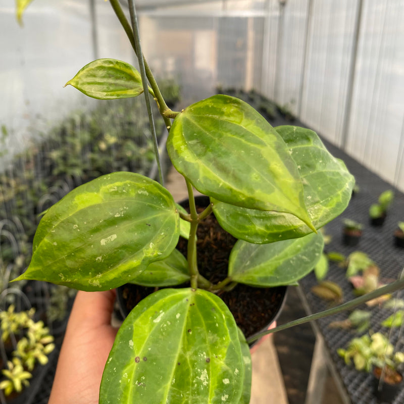 FS7-5  Hoya Latifolia Baibua