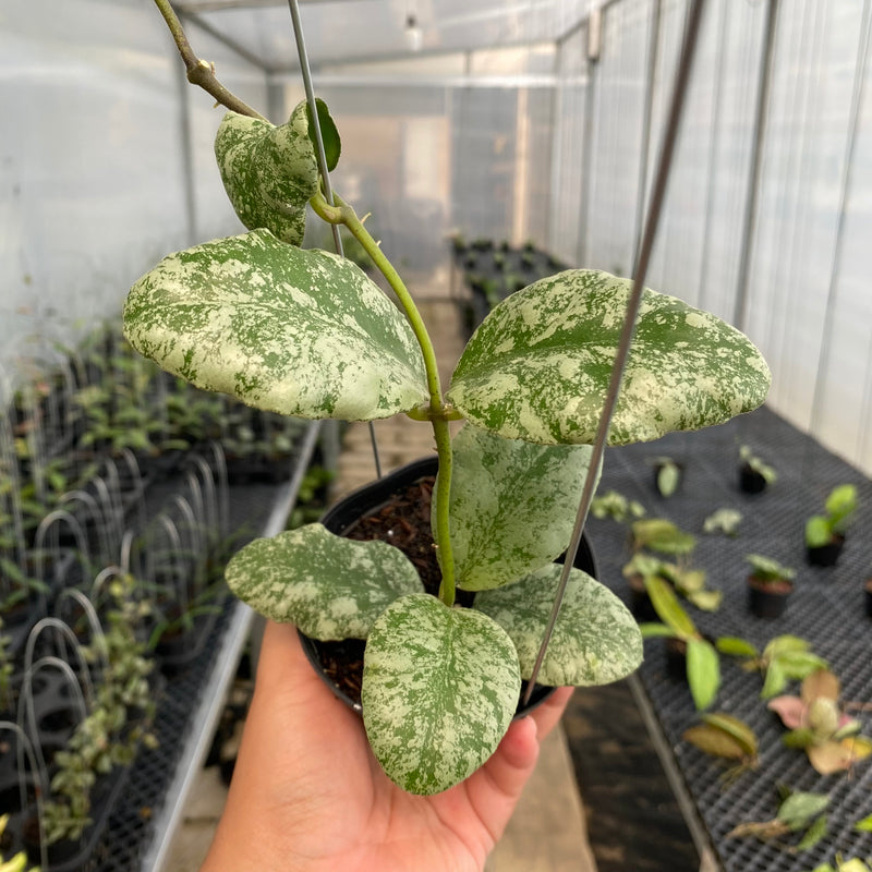 FS8-5 Hoya Waymaniae Cloudy Sky