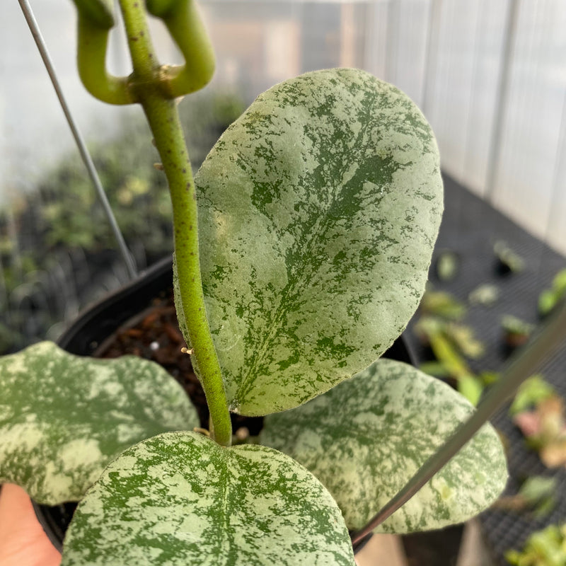 FS8-5 Hoya Waymaniae Cloudy Sky