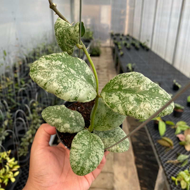 FS8-5 Hoya Waymaniae Cloudy Sky