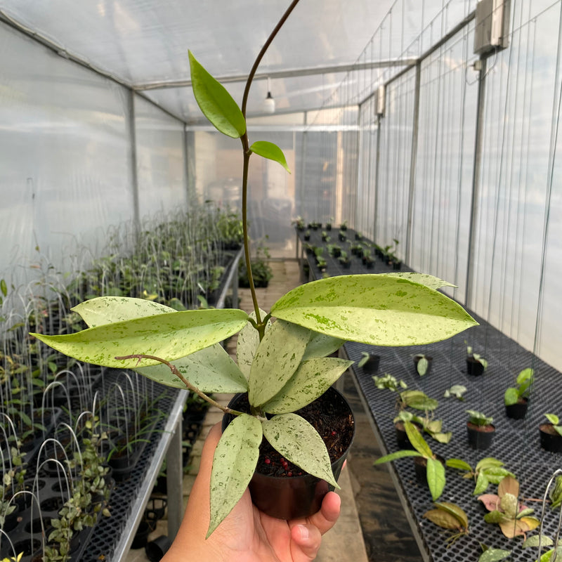 FS9-5 Hoya Pubicalyx Pink Silver Ghost