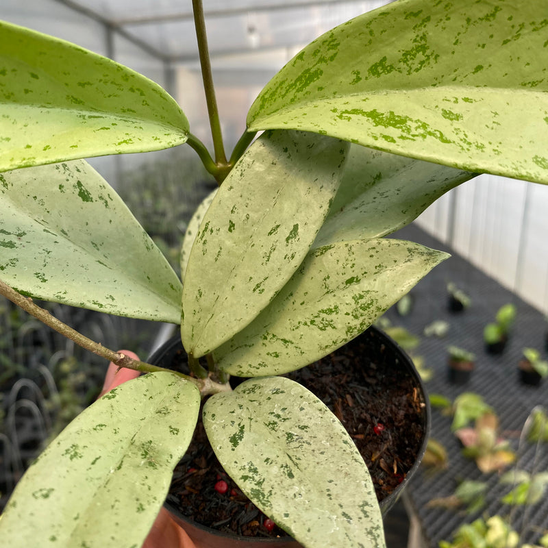 FS9-5 Hoya Pubicalyx Pink Silver Ghost