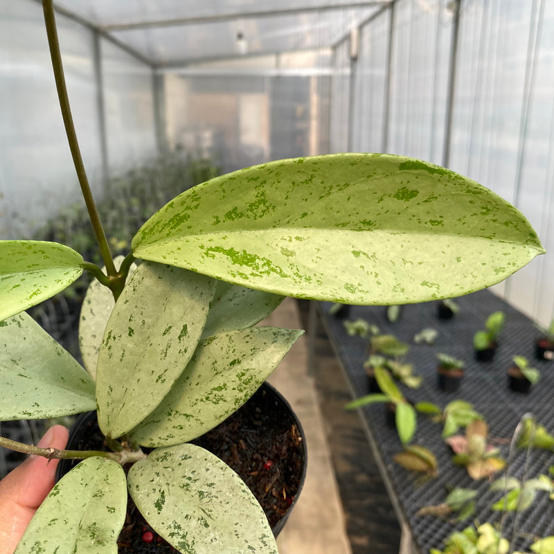 FS9-5 Hoya Pubicalyx Pink Silver Ghost