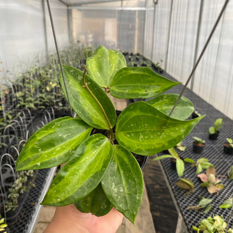 FS10-5 Hoya Latifolia Baibua