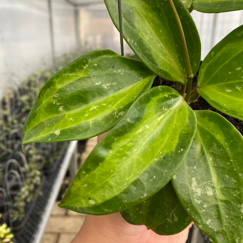 FS10-5 Hoya Latifolia Baibua