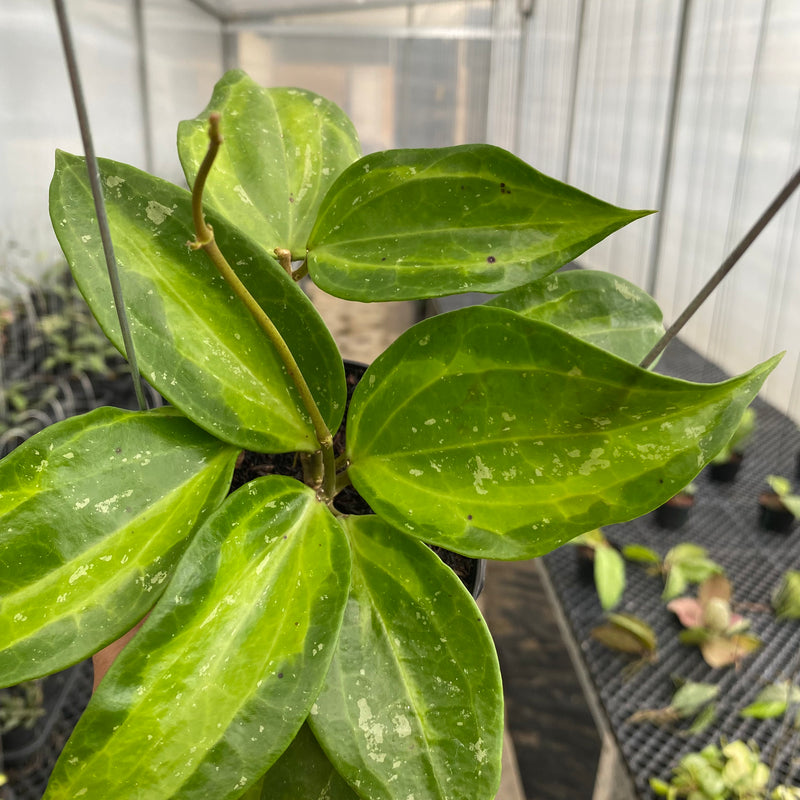 FS10-5 Hoya Latifolia Baibua