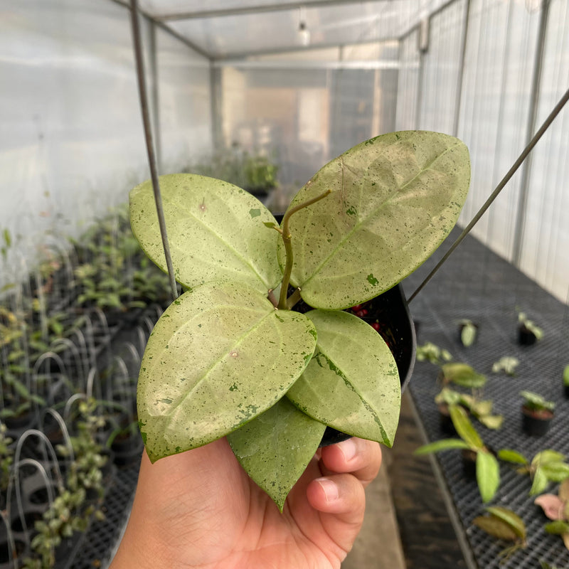 FS12-5 Hoya Parasitica Silver Heart