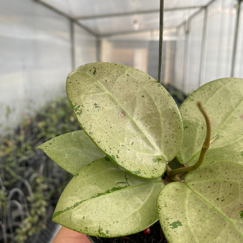 FS12-5 Hoya Parasitica Silver Heart
