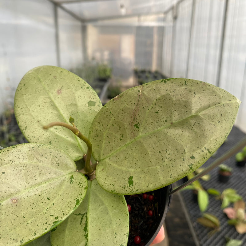 FS12-5 Hoya Parasitica Silver Heart