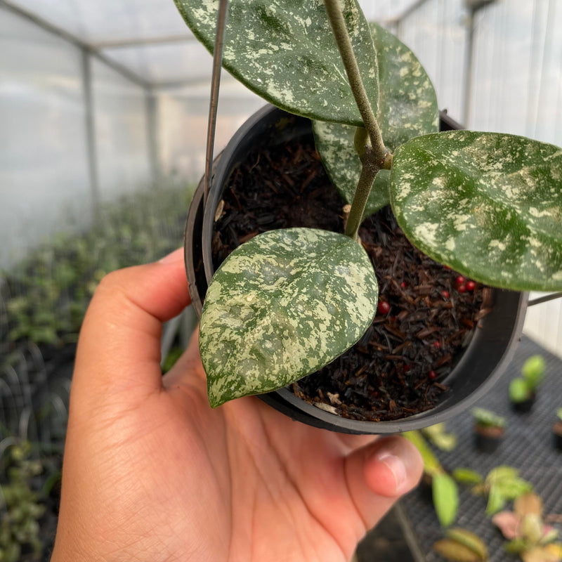 FS13-5 Hoya Rundumensis High Splash