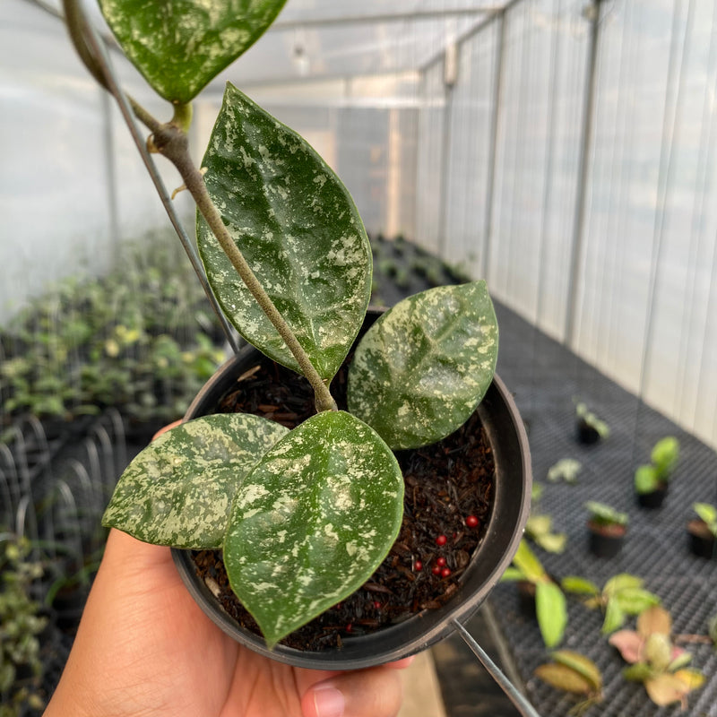 FS13-5 Hoya Rundumensis High Splash