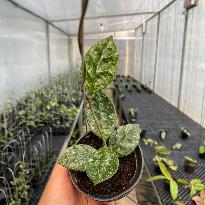 FS13-5 Hoya Rundumensis High Splash
