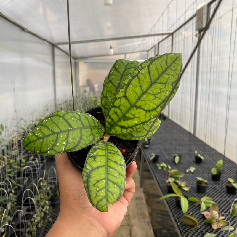 FS15-5 Hoya Callistophylla Venna
