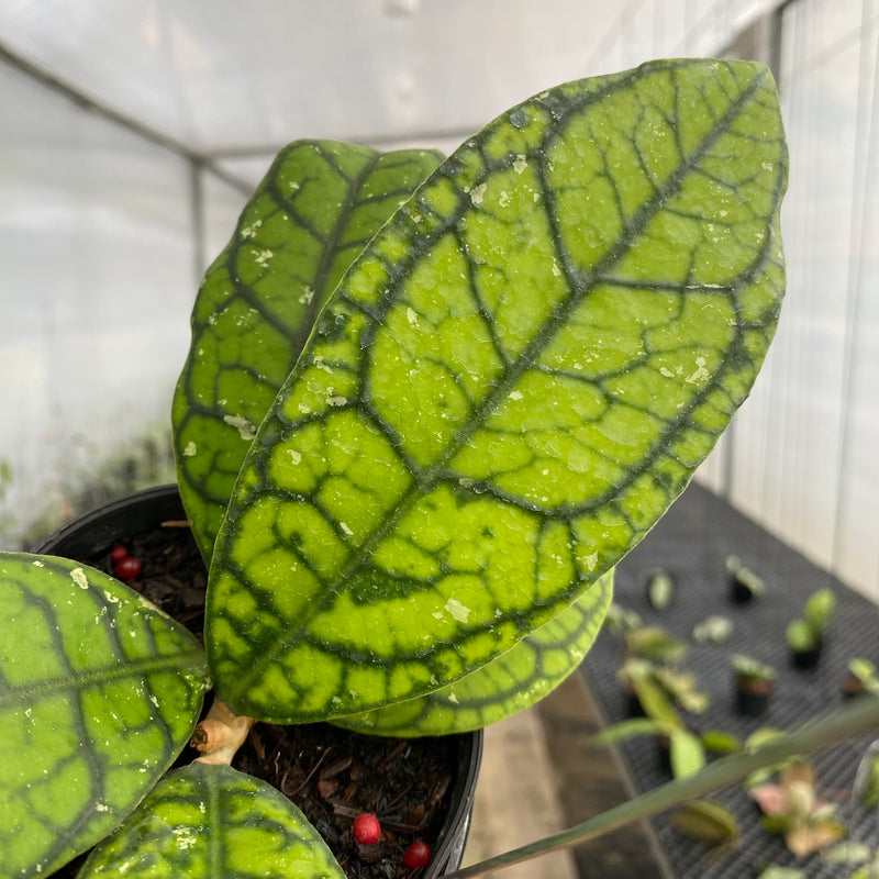 FS15-5 Hoya Callistophylla Venna