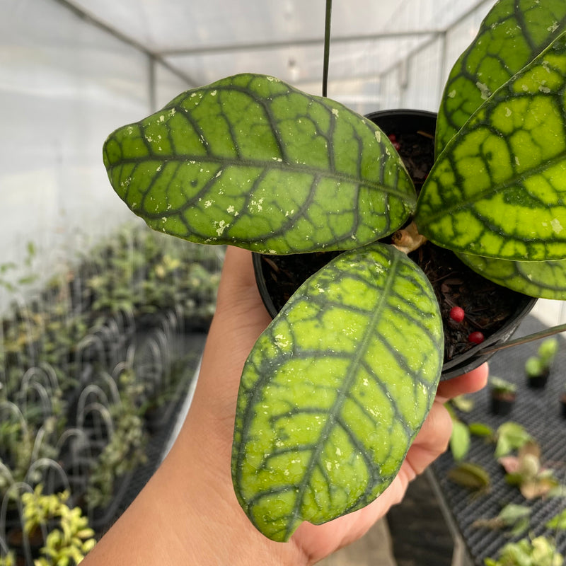 FS15-5 Hoya Callistophylla Venna
