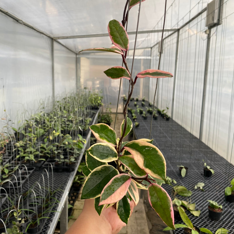 FS16-5 Hoya Carnosa Flamingo Dreams