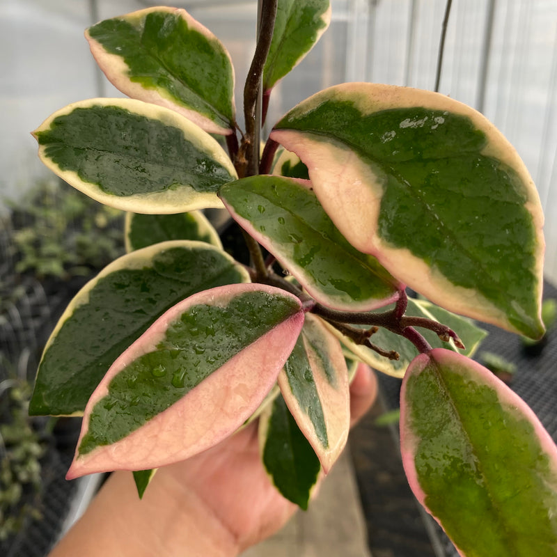 FS16-5 Hoya Carnosa Flamingo Dreams