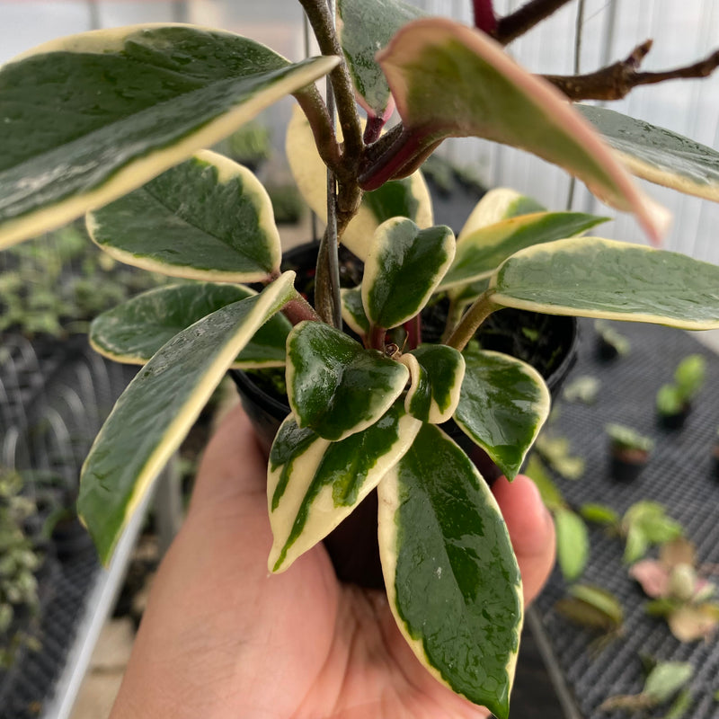 FS16-5 Hoya Carnosa Flamingo Dreams