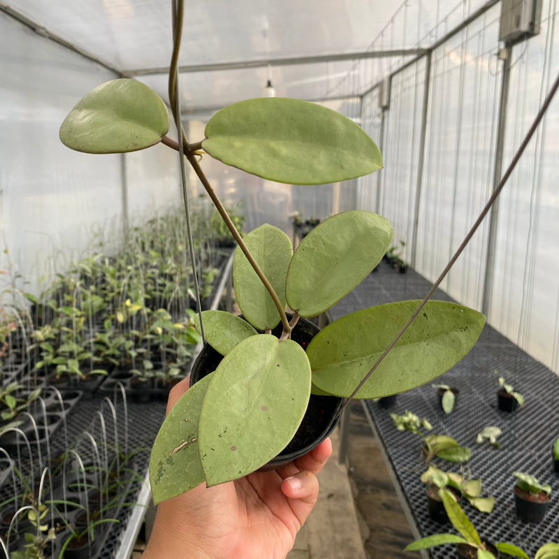 FS17-5 Hoya Silver Dollar